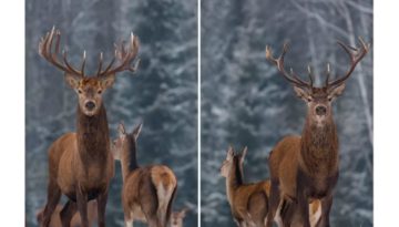 Deer Curtains